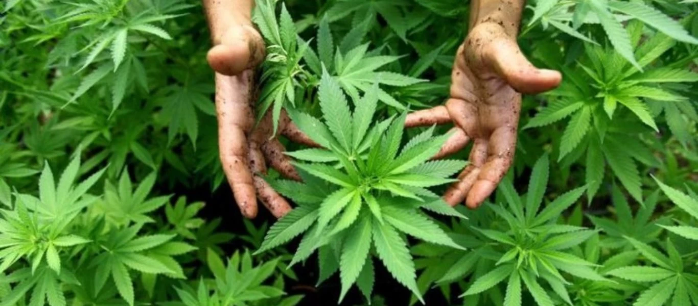 Ολλανδία: Το κράτος θα επιλέγει μέσω κλήρωσης τους παραγωγούς κάνναβης